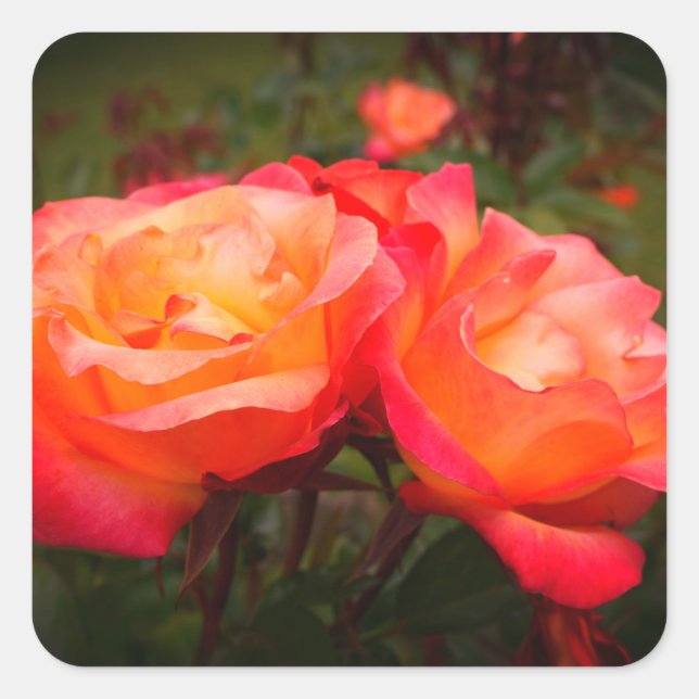 Rosa de Rainbow Sorbet #3 Pegatinas (Anverso)