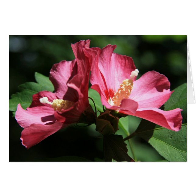 Rosa de Sharon (Anverso (Horizontal))