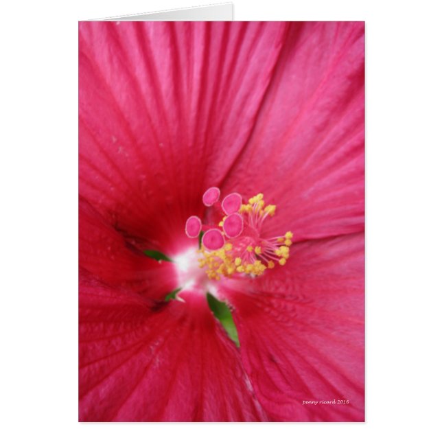 Rosa de Sharon Flowering Bush (Frente)