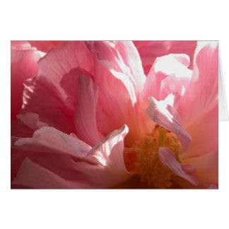 Rosa de Sunny Confederate