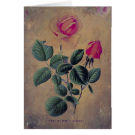 Rosa de té Grunge, Día de la Madre