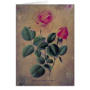 Rosa de té Grunge, Día de la Madre