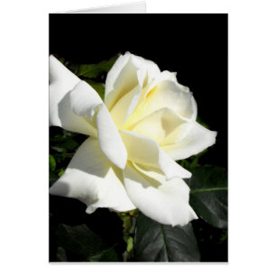 Rosa de té híbrido blanco de Pascali