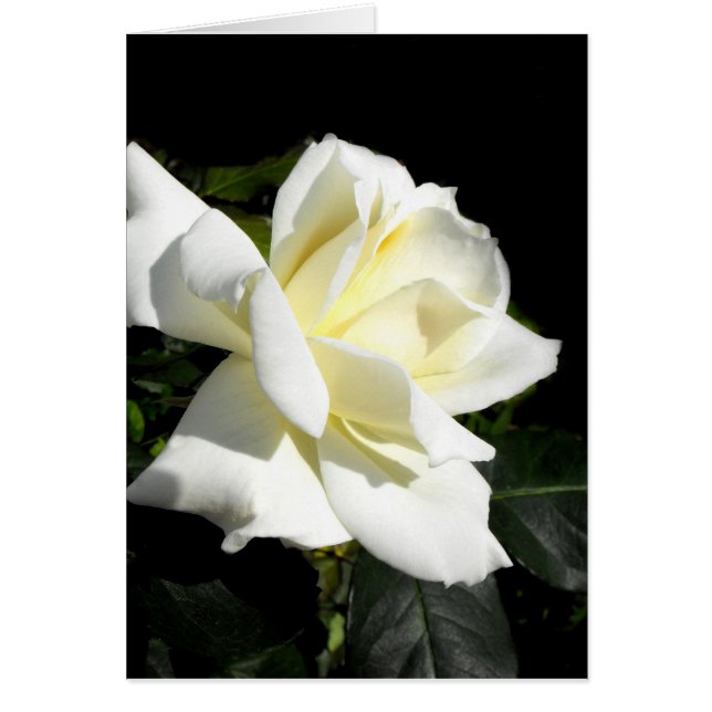 Rosa de té híbrido blanco de Pascali (Frente)