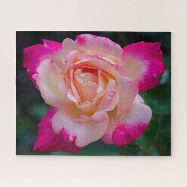 Rosa de té híbrido Circus Knie Jigsaw Puzzle (Horizontal)