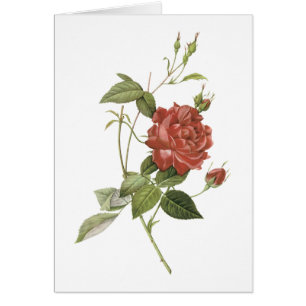 rosa de té (Rosa indica cruenta) por Redouté