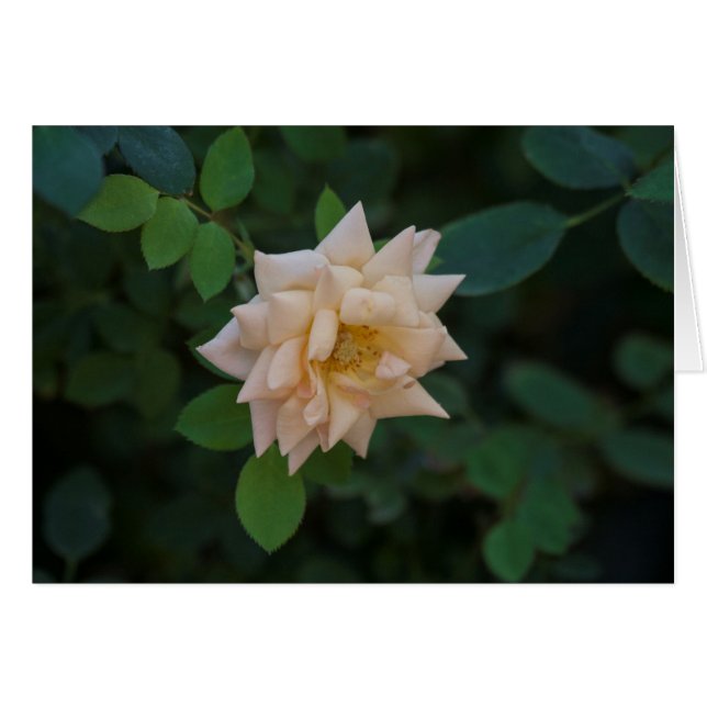 Rosa de vainilla (Anverso (Horizontal))