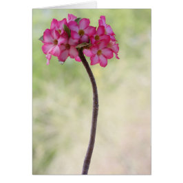 Rosa del desierto en rosa