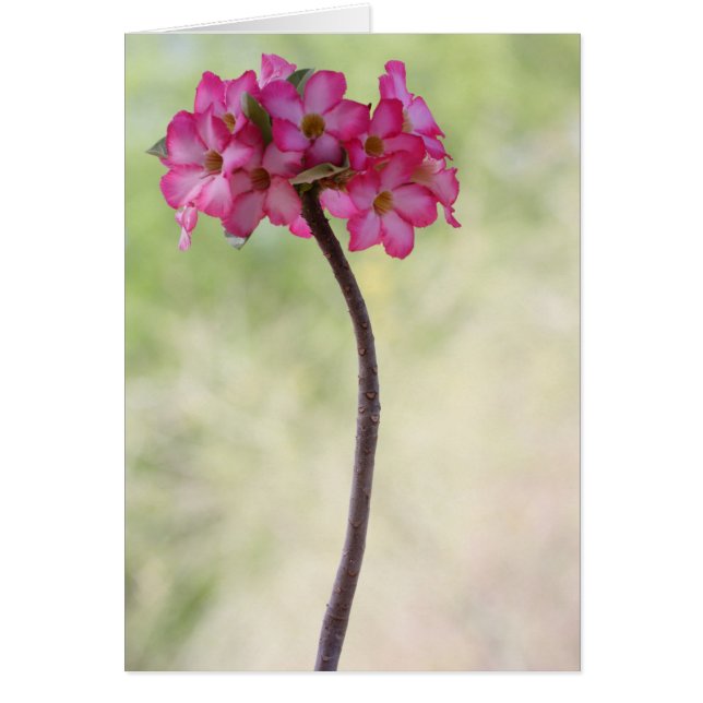 Rosa del desierto en rosa (Frente)