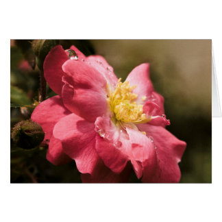 Rosa del Día de Lluvia