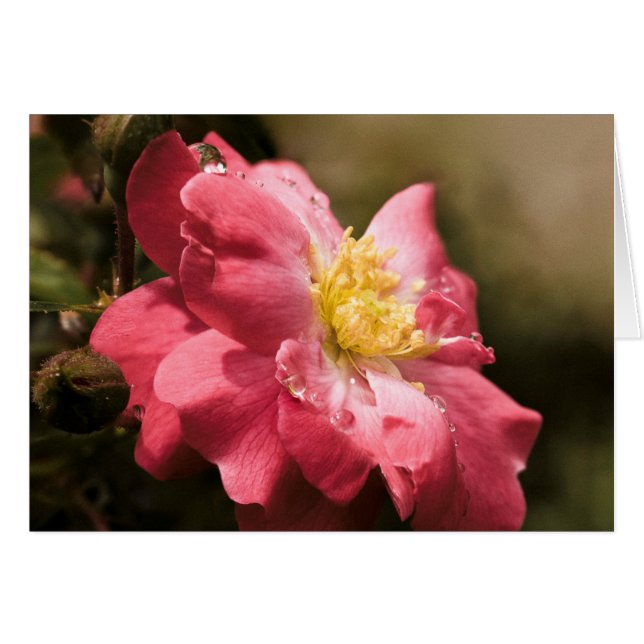 Rosa del Día de Lluvia (Anverso (Horizontal))