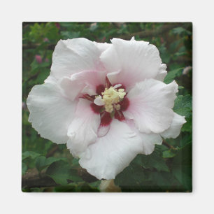 Rosa del imán de Sharon