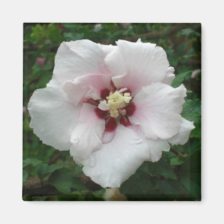 Rosa del imán Sharon