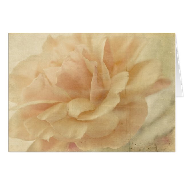 Rosa desechado vacío (Anverso (Horizontal))
