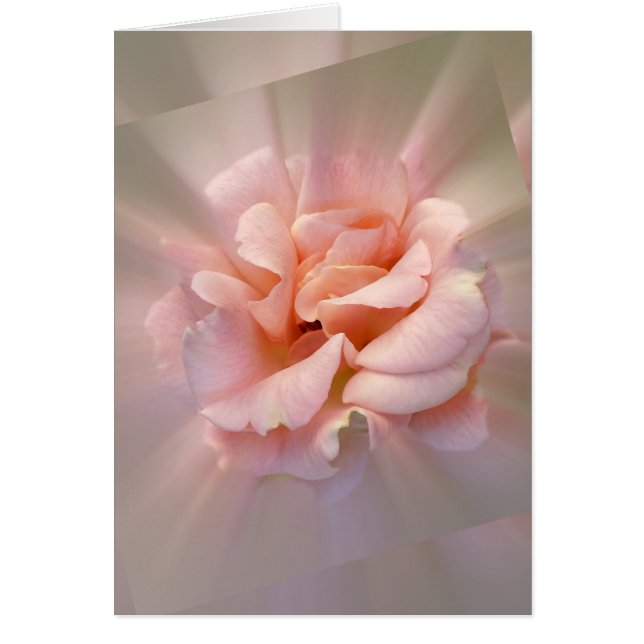 Rosa dorado (Frente)