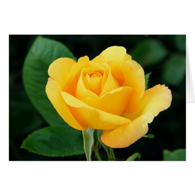 Rosa dorado 23 (Anverso (Horizontal))