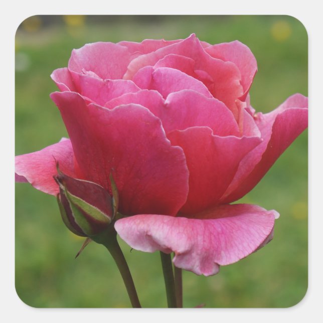 Rosa Duet #1 Pegatinas (Anverso)