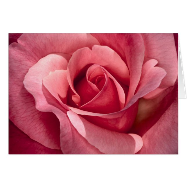 rosa elegante (Anverso (Horizontal))