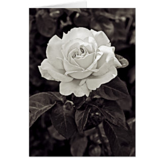 Rosa en blanco y negro