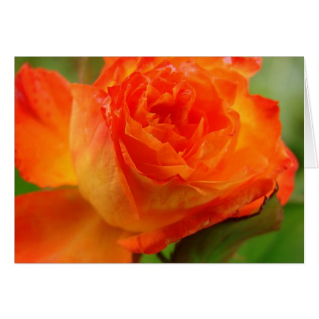 Rosa en el jardín de Angelandspot (Anverso (Horizontal))