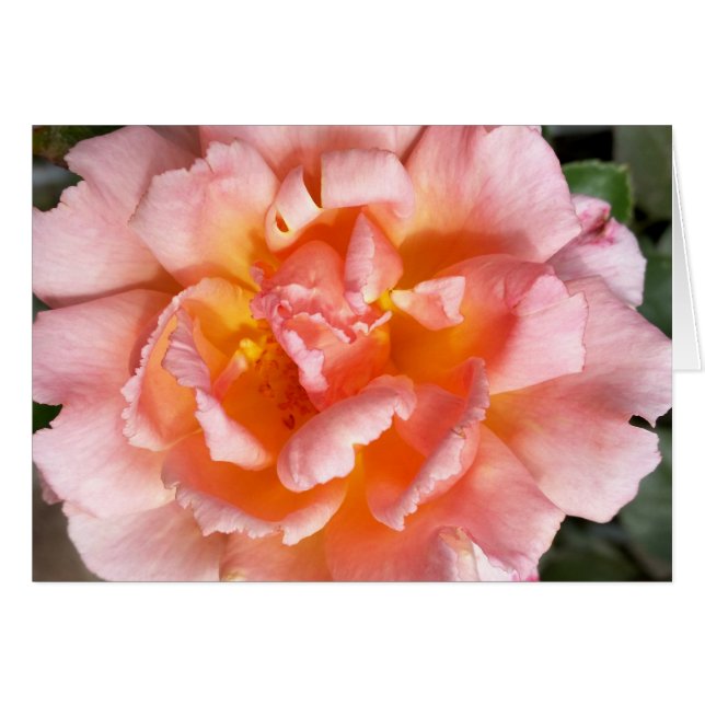 rosa en otoño (Anverso (Horizontal))