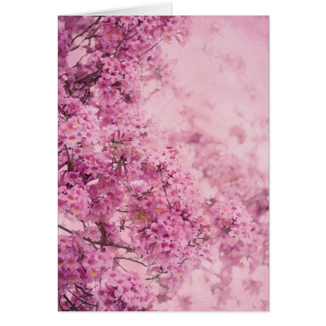 Rosa en rosa (Frente)