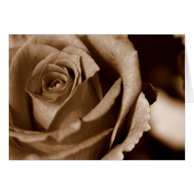Rosa en Sepia (Anverso (Horizontal))
