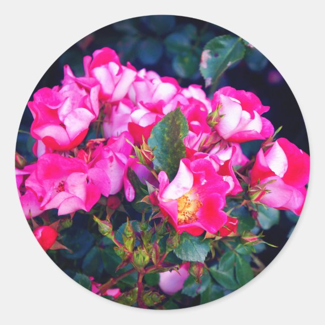Rosa espiritual de cuidado #1 Pegatinas (Anverso)