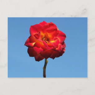 Rosa Fénix en la postal Sky