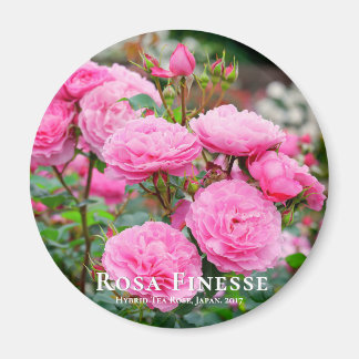 Rosa Finesse imán