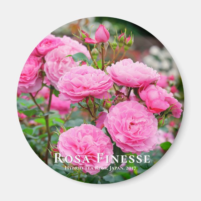 Rosa Finesse imán (Frente)