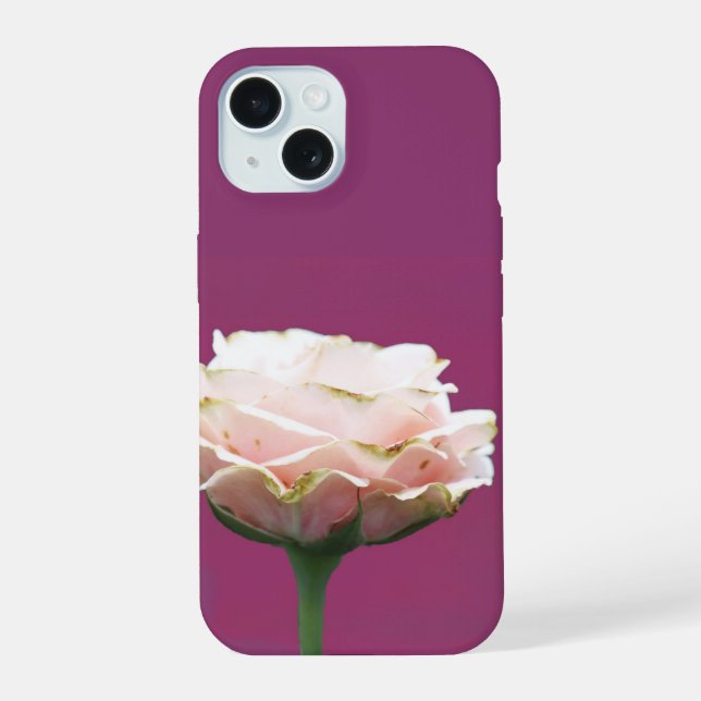 Rosa florecida sola sobre magenta (Reverso )