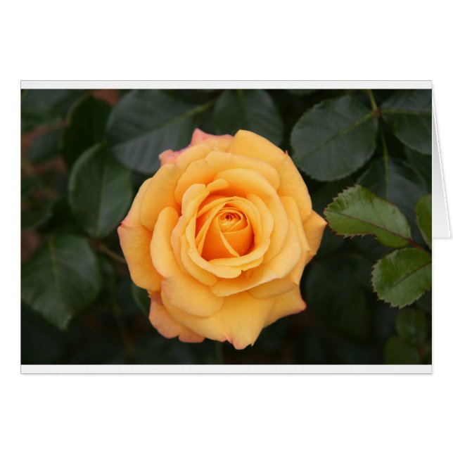 rosa flores flor amor esposa novia (Anverso (Horizontal))