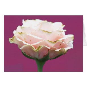 Rosa fresco único