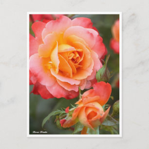Rosa Fruite: postal