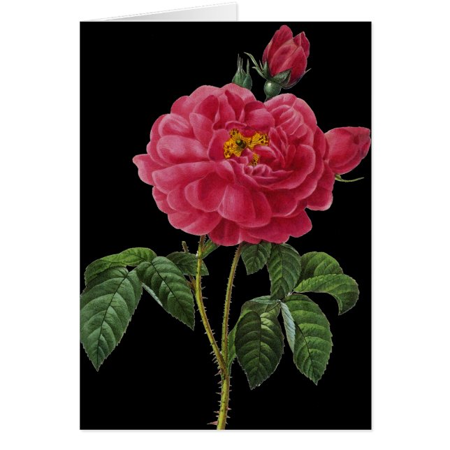 Rosa Gallica (Frente)