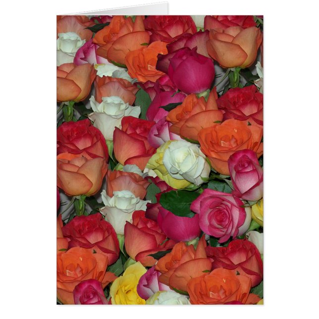 rosa galore (Frente)