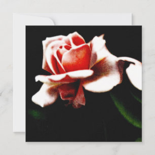 Rosa híbrido de té vintage botánico