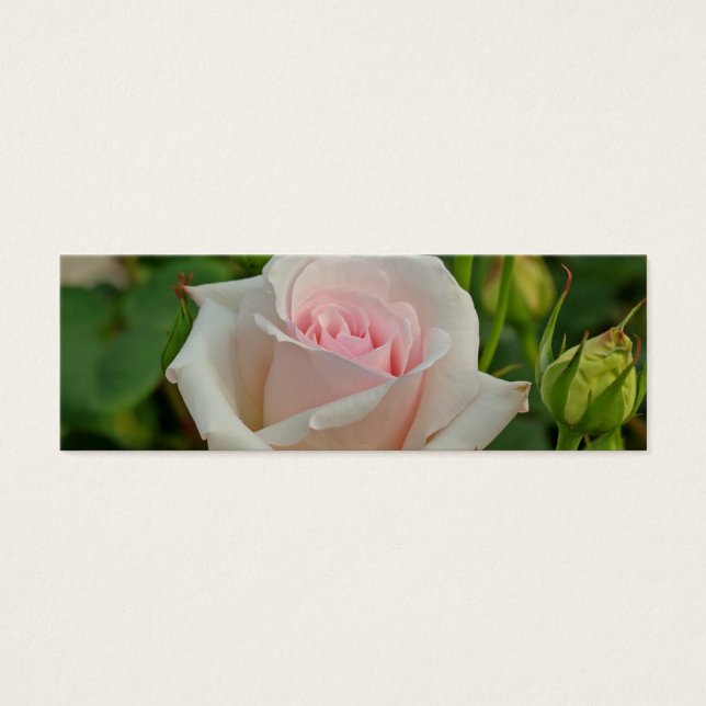 Rosa híbrido Ophelia rosa (Frente)