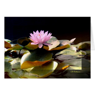 Rosa I de Waterlily