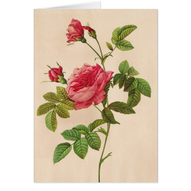 Rosa Inermis, Pierre Joseph Redouté (Frente)