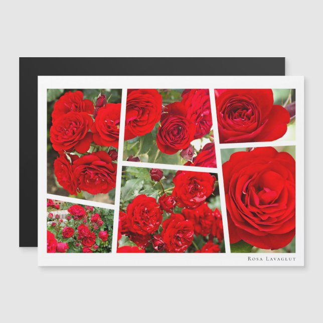 Rosa Lavaglut (Anverso/Reverso)