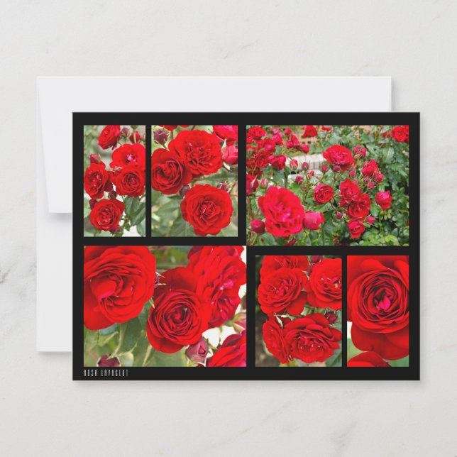 Rosa Lavaglut (Anverso)