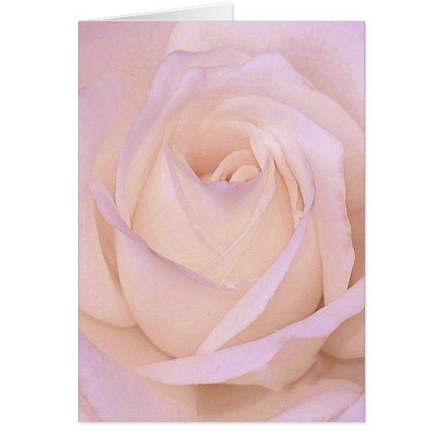 Rosa Lavender (Frente)
