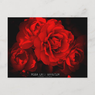 Rosa Lilli Marleen: Tarjeta postal