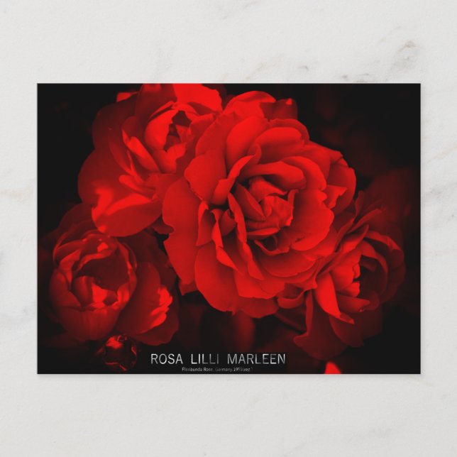 Rosa Lilli Marleen: Tarjeta postal (Anverso)