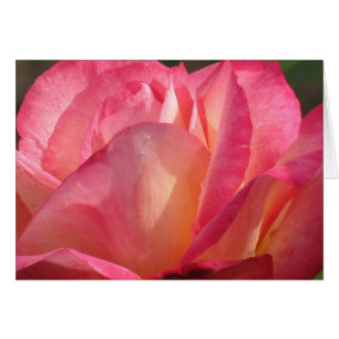 Rosa Lotus