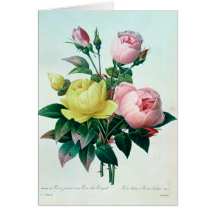 Rosa Lutea y Rosa Indica