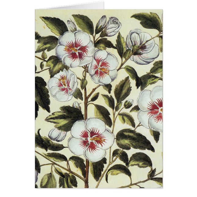 Rosa Mallow (Frente)