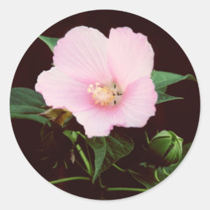 Rosa Mallow Pegatinas